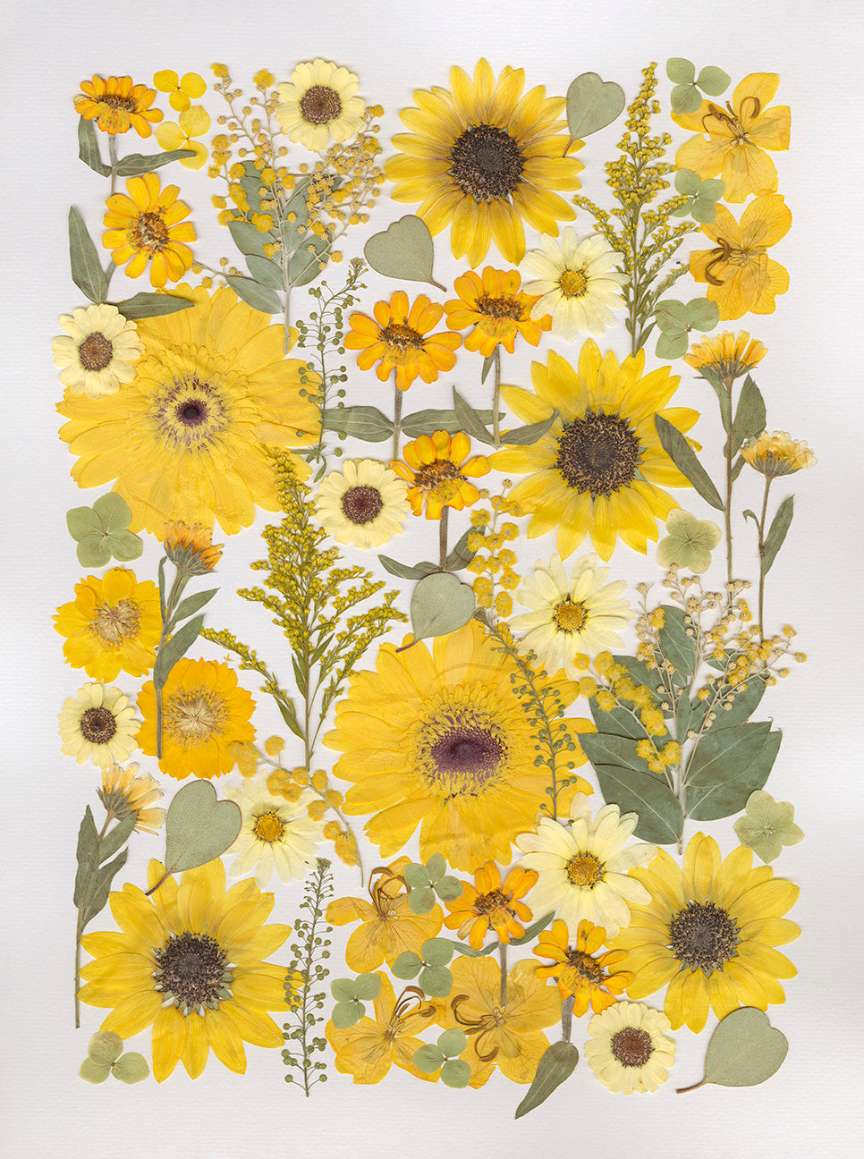 Golden Meadow – Limited Edition Pressed Flower Art Print (18x24)