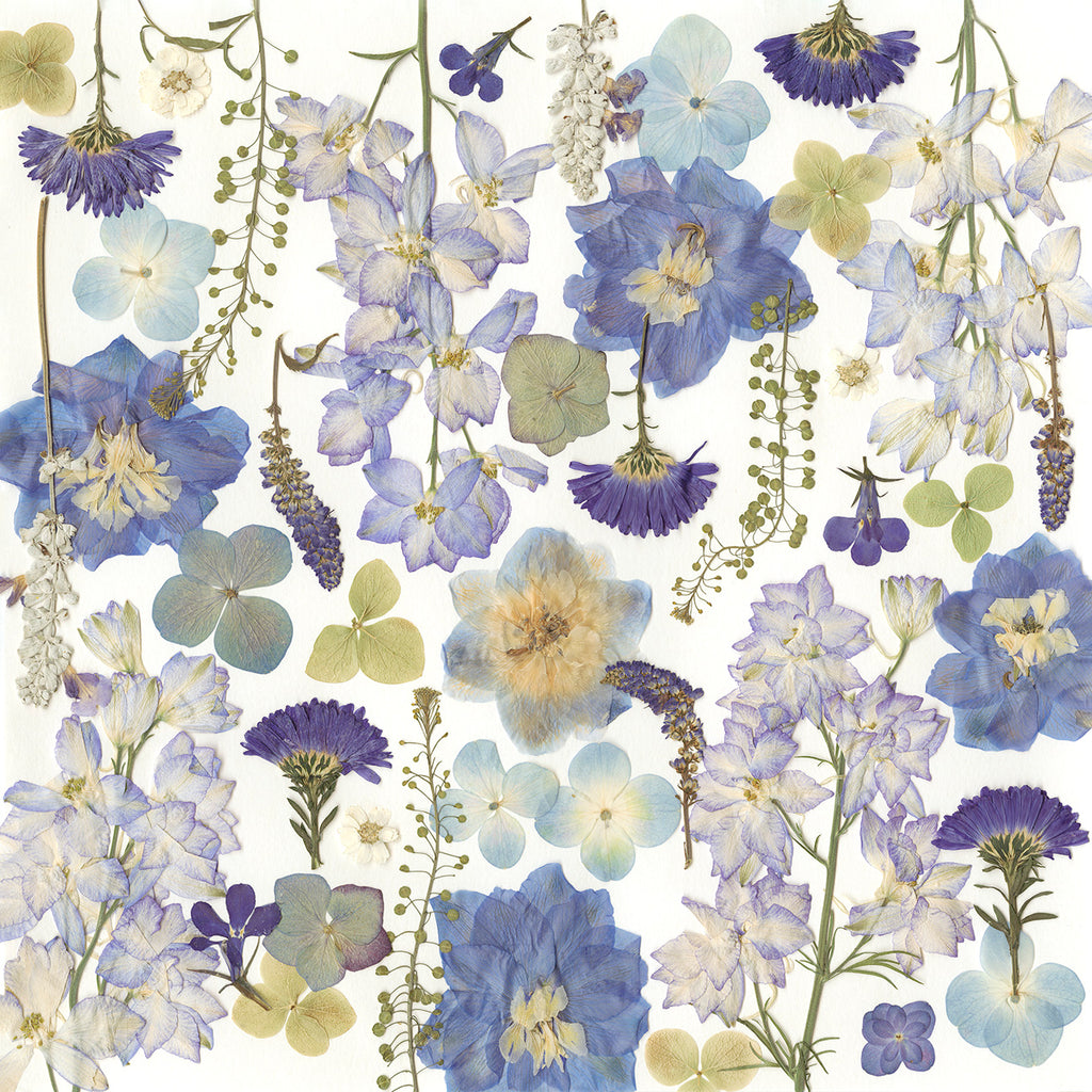 Blue Reverie – Limited Edition Pressed Flower Art Print (18x18)