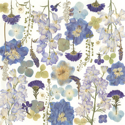 Blue Reverie – Limited Edition Pressed Flower Art Print (18x18)