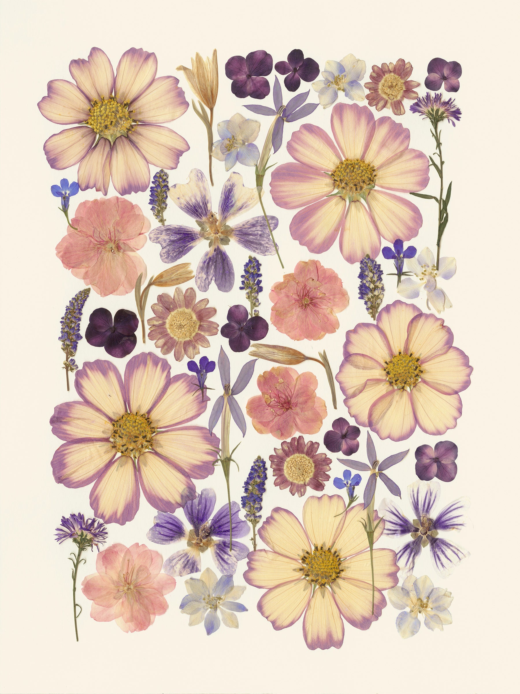 Faded in Bloom – Limited Edition Pressed Flower Art Print (9"x12")