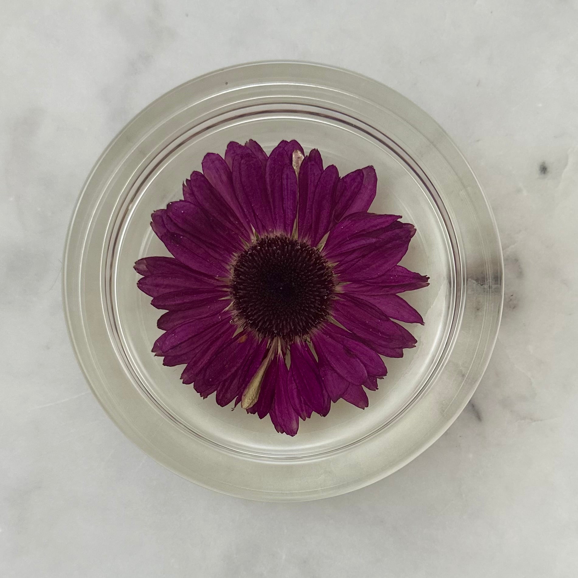Round Resin Tray with Real Gerbera Daisy