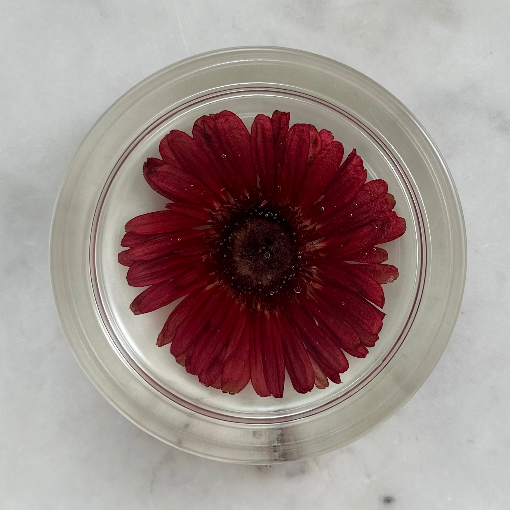 Round Resin Tray with Real Gerbera Daisy