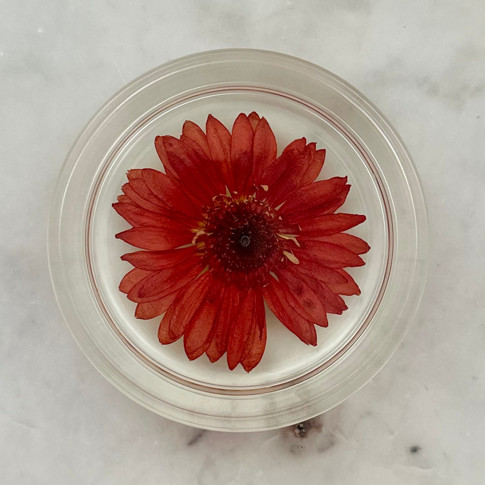 Round Resin Tray with Real Gerbera Daisy