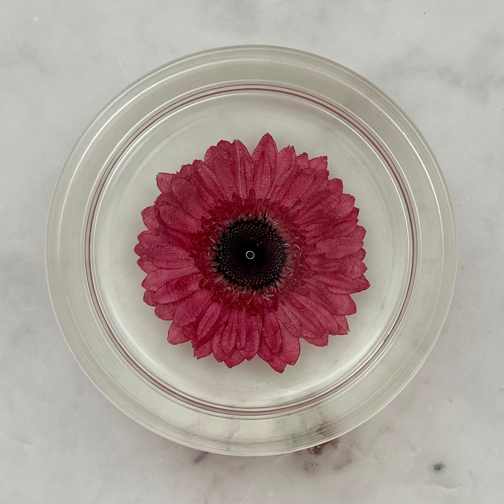 Round Resin Tray with Real Gerbera Daisy