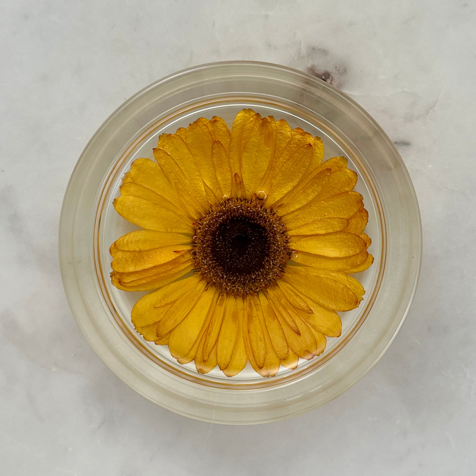 Round Resin Tray with Real Gerbera Daisy