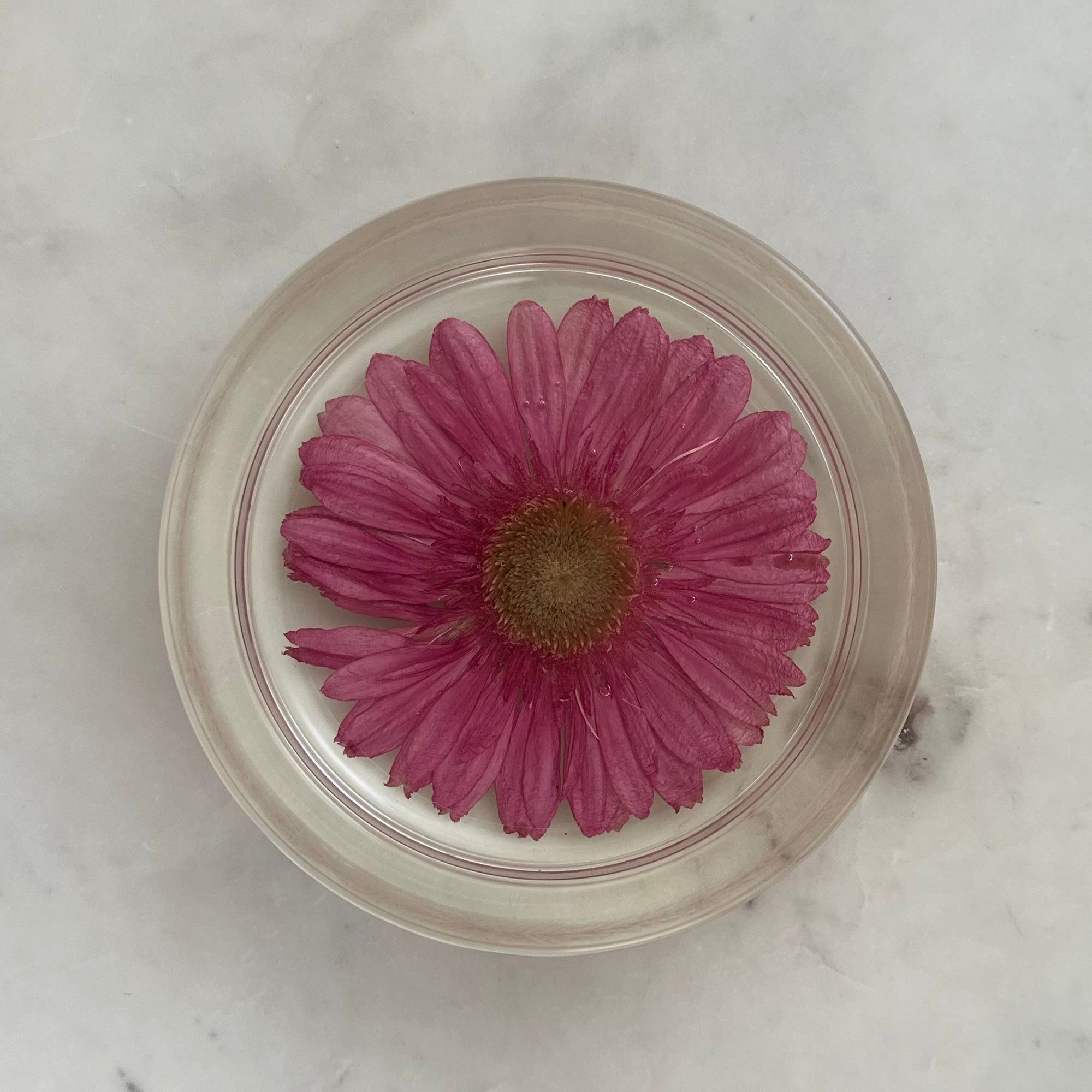 Round Resin Tray with Real Gerbera Daisy