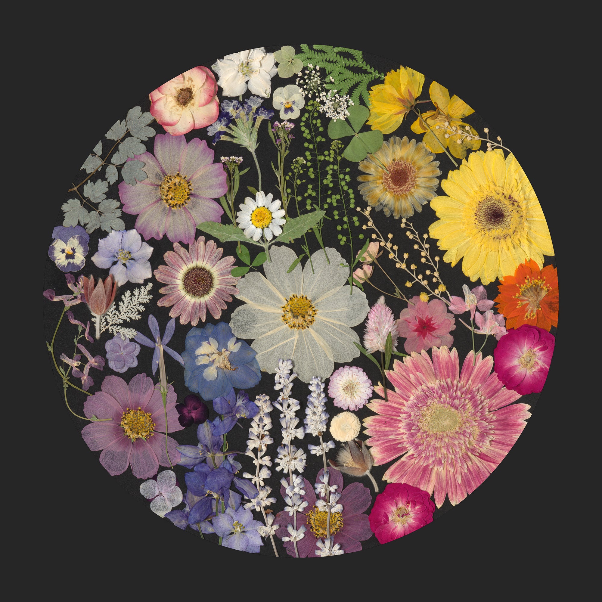 Rainbow Sherbet – Limited Edition Pressed Flower Art Print (14"x14")